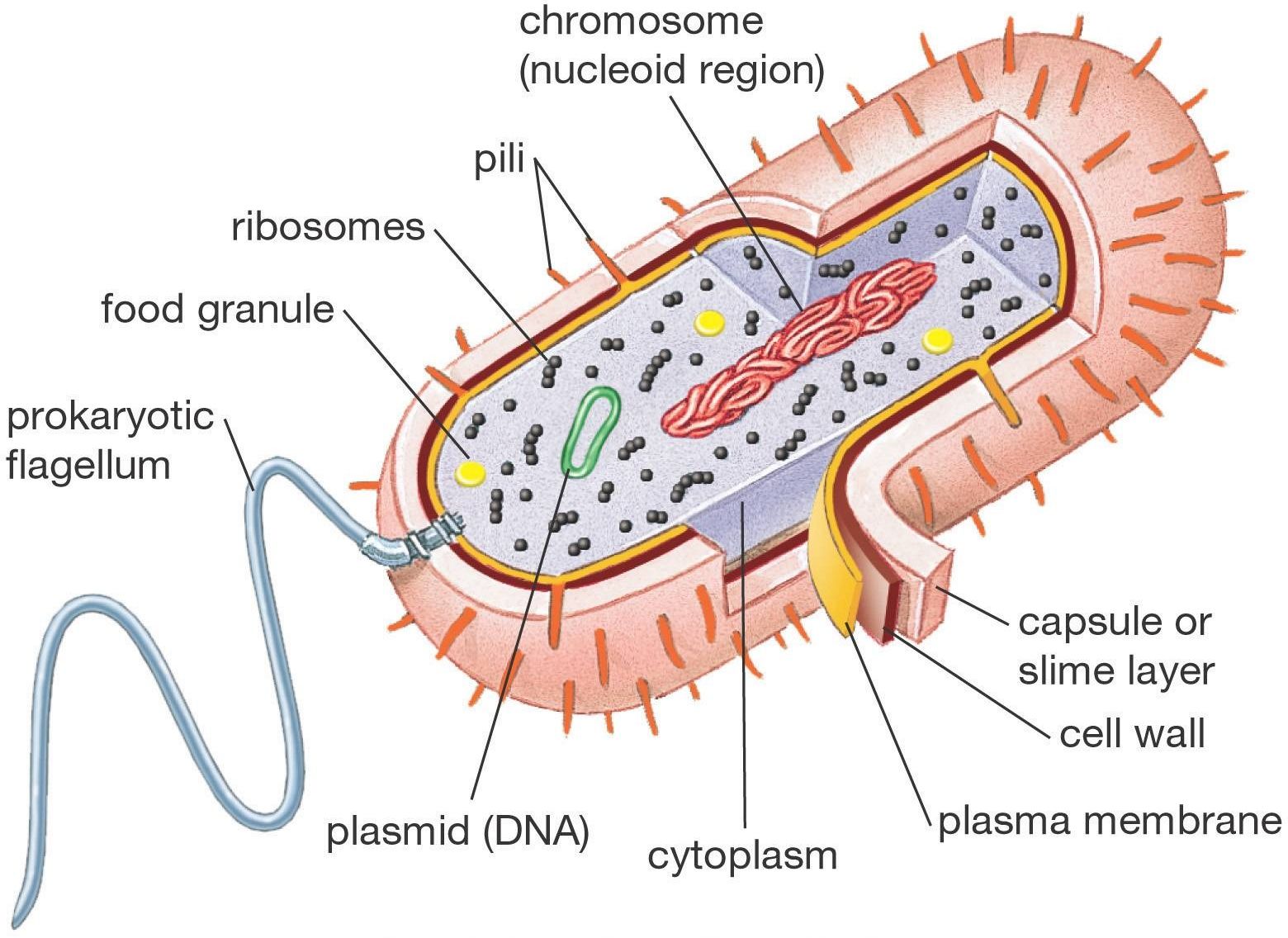 <p>- organisms with cells that lack true nucleus.<br><br>- Includes Archaea and Bacteria</p>