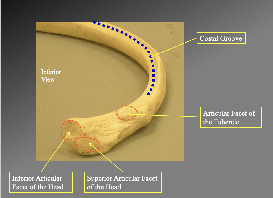 <ul><li><p>The costal grouve</p><ul><li><p>-only seein inffeiorly </p></li></ul></li><li><p>Thear articular facet of the tubercle</p></li></ul><p>superior facet of the head</p><p>inferior facet of the head</p><p></p>
