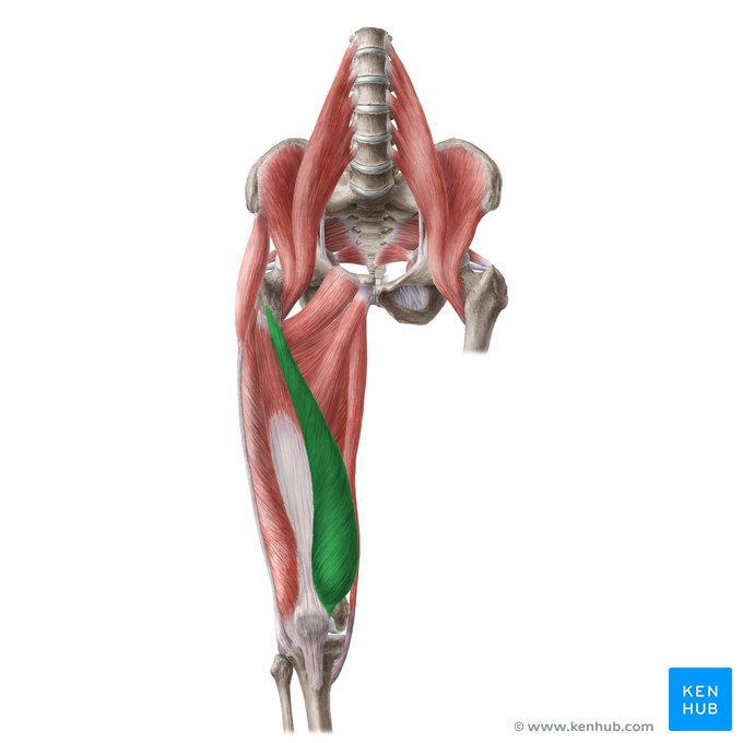 <p><strong>Proximal Attachment:</strong></p><p>intertrochanteric line and medial lip of linea aspera of femur</p><p><strong>Distal Attachment</strong></p><p>Via common tendinous (quadriceps tendon) and independent attachments to base of patella; indirectly via patellar ligament to tibial tuberosity; medial and lateral vasti also attach to tibia and patella via aponeuroses. (Medial and lateral patellar retinacula)</p><p><strong>Peripheral Innervation</strong></p><p>femoral</p><p><strong>Segmental Innervation</strong></p><p>L2, L3, L4</p><p><strong>Action</strong></p><p>Knee extension</p>