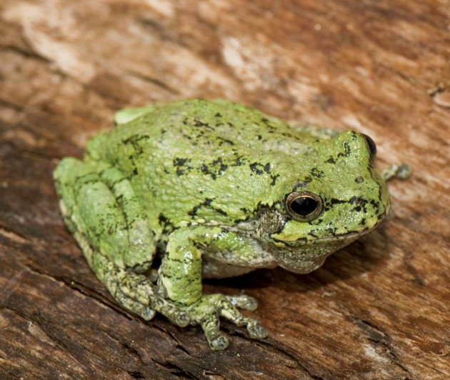 <p>amphibian?</p>