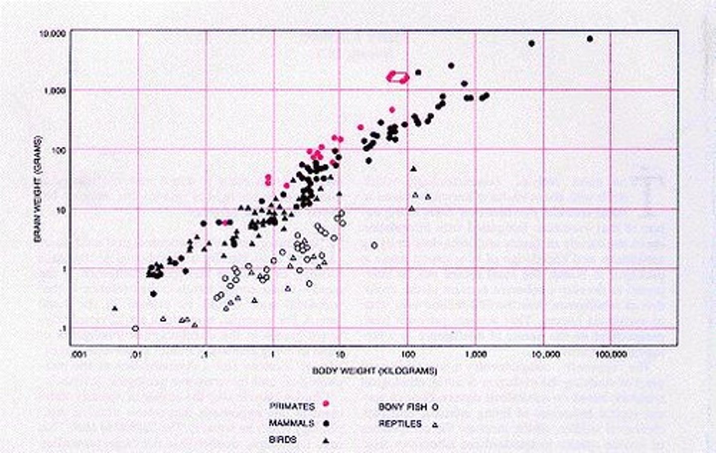 <p>Large brains relative to body size in primates.</p>