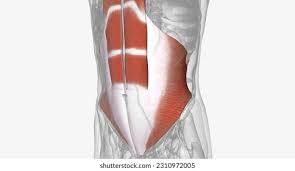 <p>What is this muscle </p>