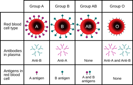 <p>There are 3 types of antigens possible on the surface of erythrocytes: </p><ul><li><p>A protein </p></li><li><p>B protein </p></li><li><p>Rh protein </p></li></ul><p>An O blood type has neither A nor B proteins, and a (-) blood type is lacking the Rh protein. </p><p></p>