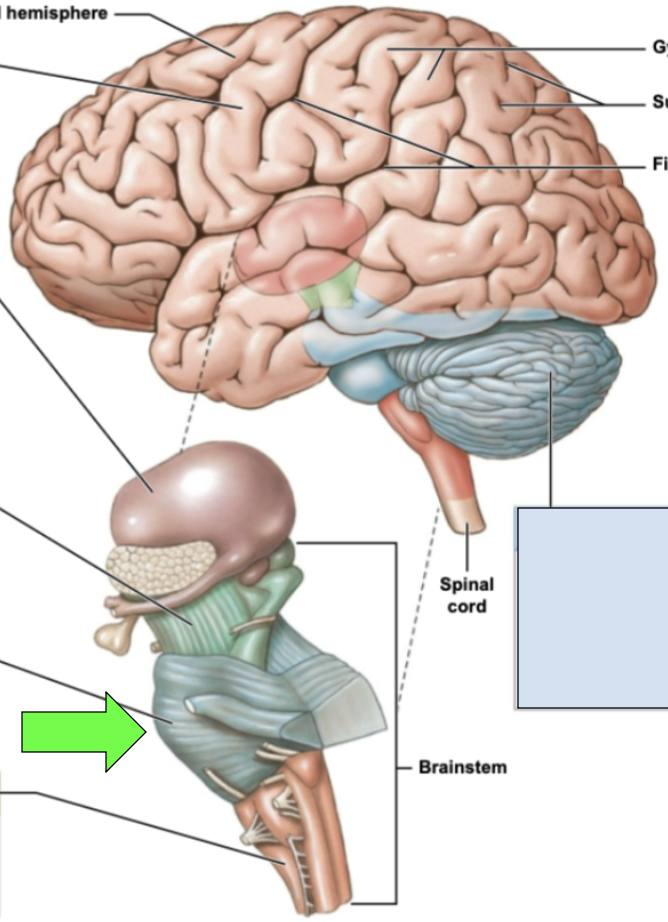 <p><span style="background-color: transparent;"><span>several cranial nerves emerge here; allows for communication between cerebrum and cerebellum; middle portion of brainstem</span></span></p>