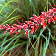 <p>Cold Hardiness: Perennial, Zones 6-11</p><p>• Habit: 12-36 in tall; 12-36 in wide</p><p>• Cultural Requirements: Xerophyte; low maintenance, full sun</p><p>• Bloom: red, pink, or yellow raceme of tubes blooms from the bottom of the raceme up</p><p>• Landscape Utilization: beds &amp; borders</p><p>• Additional info: no serious pest problems; susceptible to root rot Tolerates rabbits, drought; attracts butterflies and hummingbirds</p>