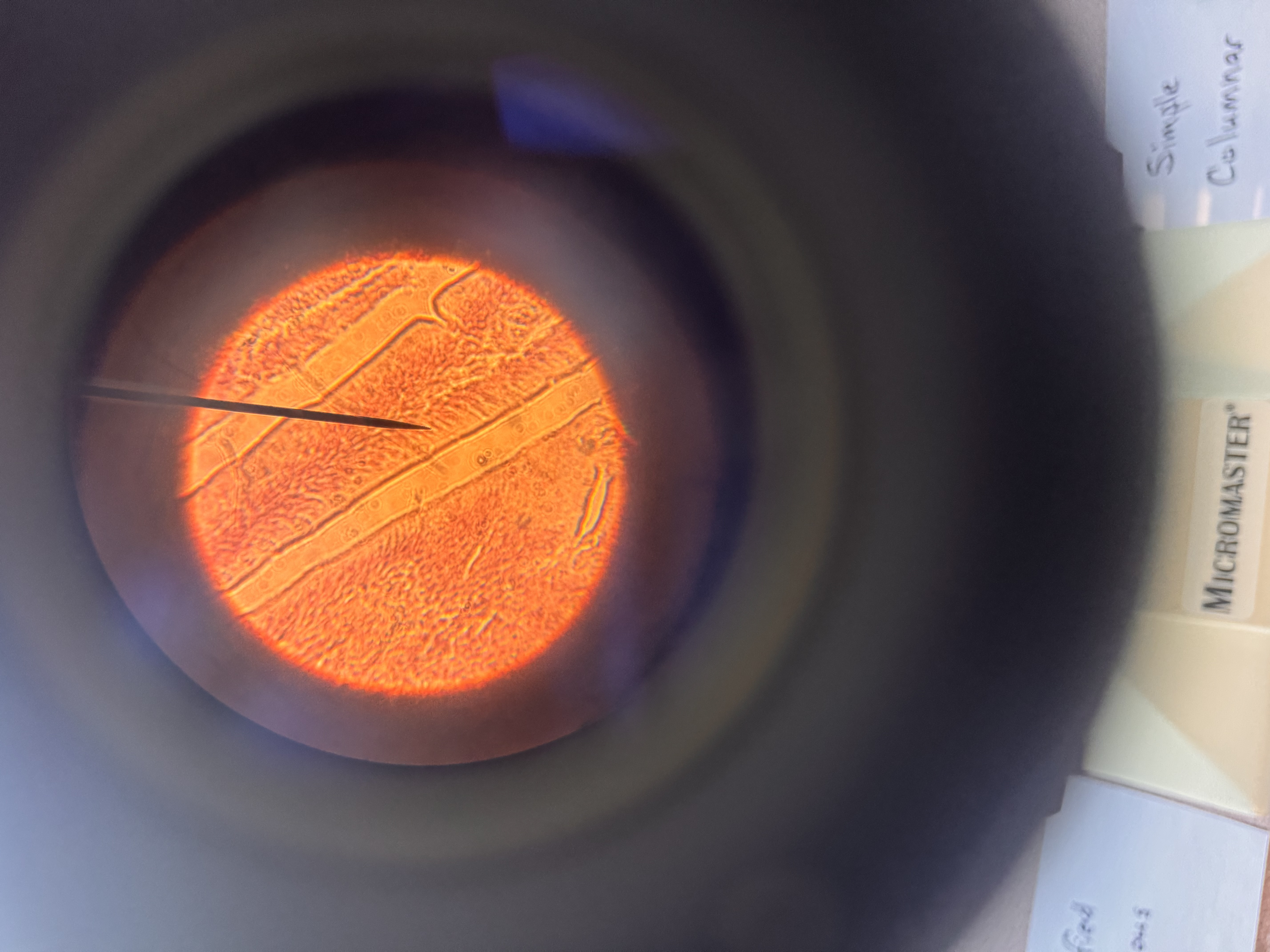 <p>what cell is this </p>