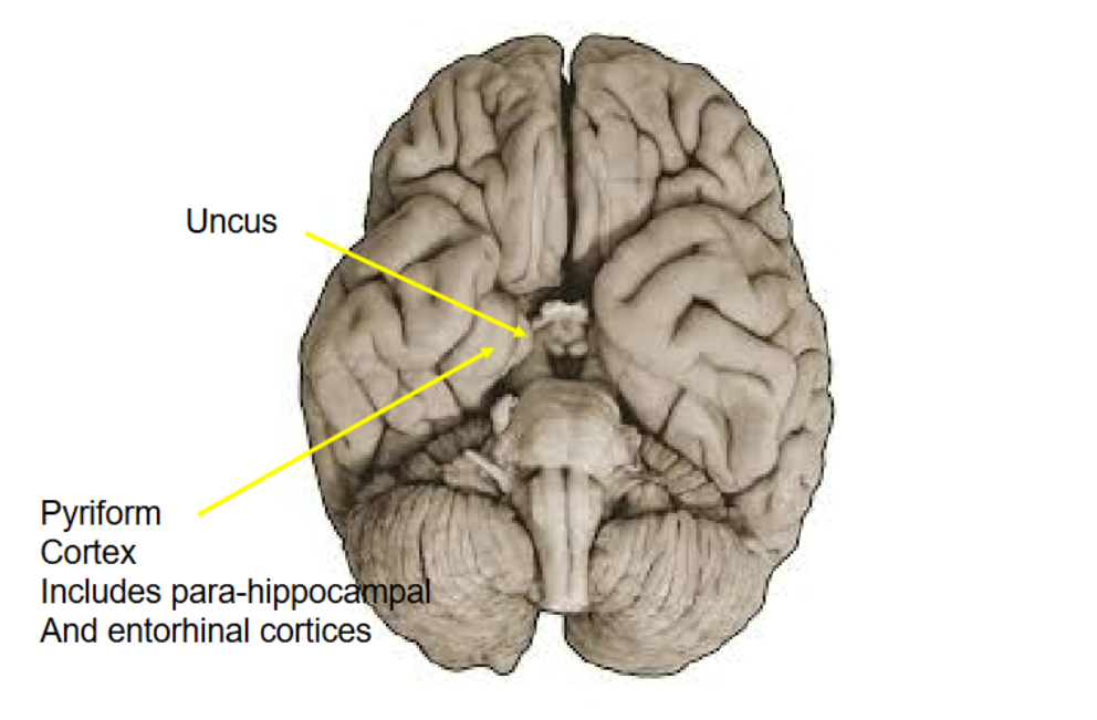 <ol><li><p>Entorhinal cortex = landmark of hippocampus</p></li><li><p>Uncus = landmark of amygdala</p></li></ol><p></p><p>amygdala and hippocampus are above these structures</p><p></p>