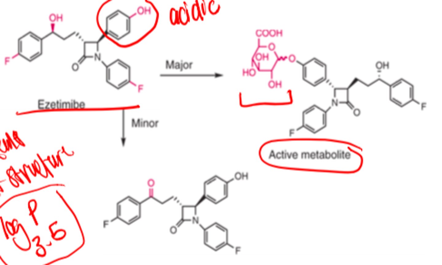 <p>- rapidly</p><p>- extensively</p><p>- active metabolite (phenol glucuronide)</p>
