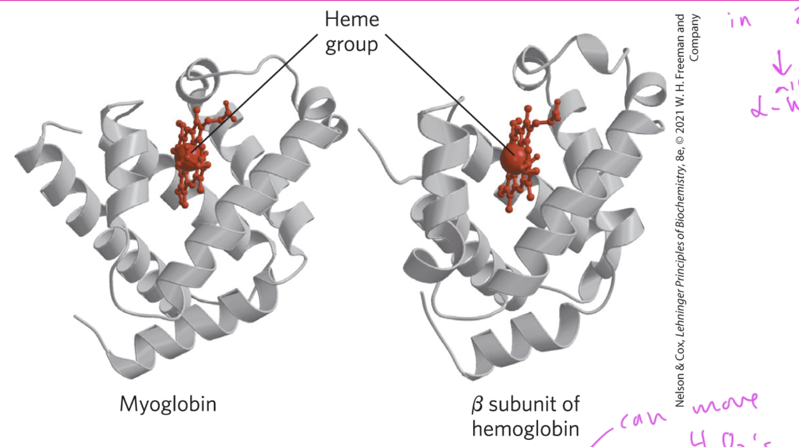 <p>secondary structure</p><ul><li><p>are both just made up of a bunch of alpha helices (with the heme group ofc)</p></li></ul><p></p>