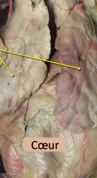 <p>quelle est la structure pointé</p>