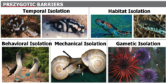 - mechanisms that prevent mating from occurring
- geographic isolation
- temporal isolation
- behavioral isolation
- mechanical isolation