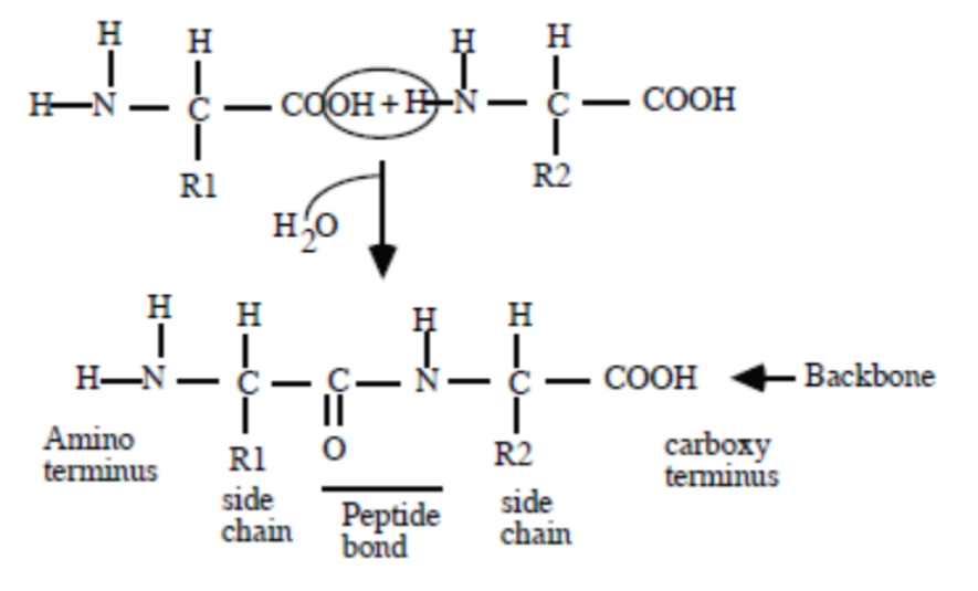 <p>Two amino acids react to form a dipeptide, showing the formation of the peptide bond (a covalent bond) that connects the two amino acid residues.</p>
