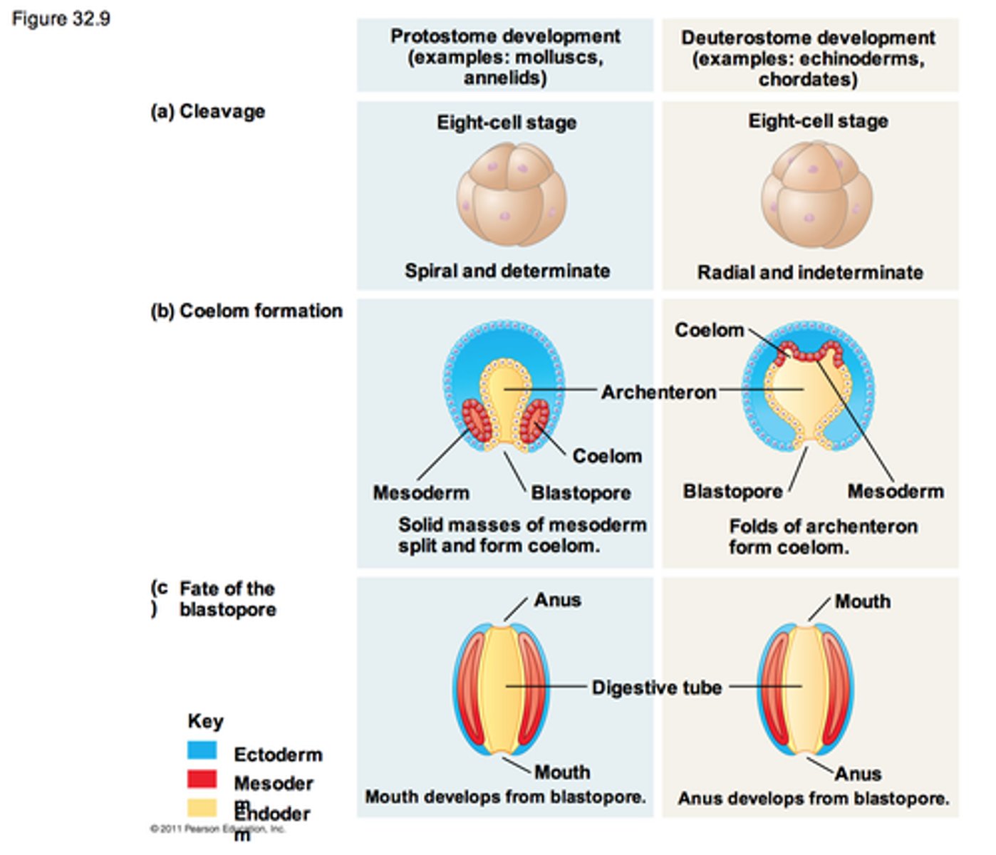 <p>Bilaterians where the blastopore develops into the anus.</p>