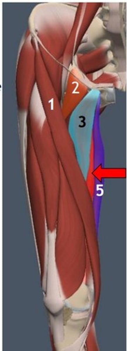<p>Adductor longus attachments (origin and insertion)</p>