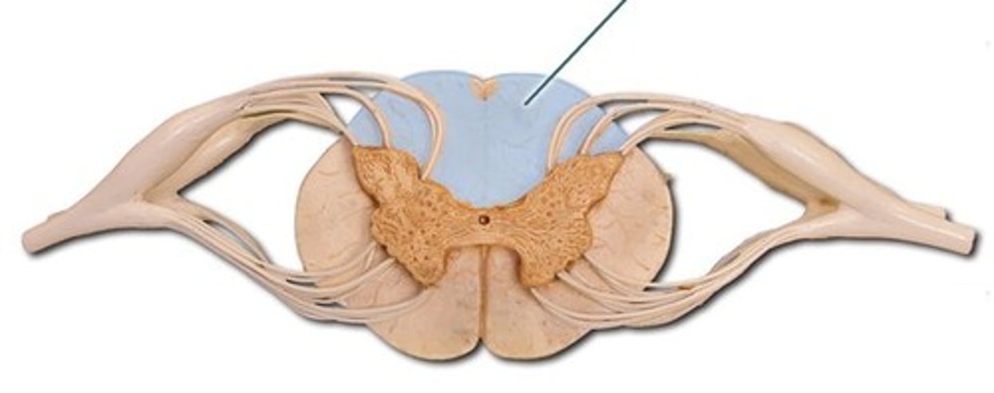 <p>lies between the posterior gray horns on the posterior side of the cord and the posterior median sulcus; contains sensory tracts</p>