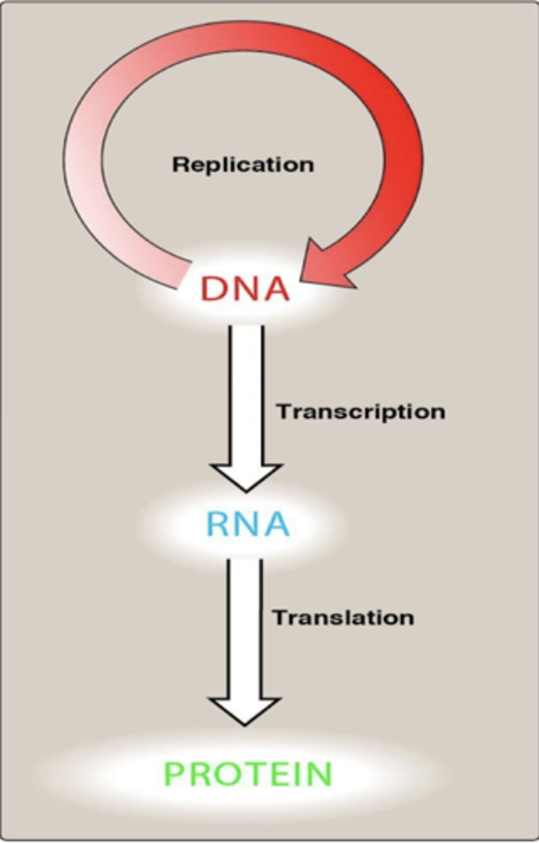<p>flow of information from DNA -&gt; RNA -&gt; protein</p>