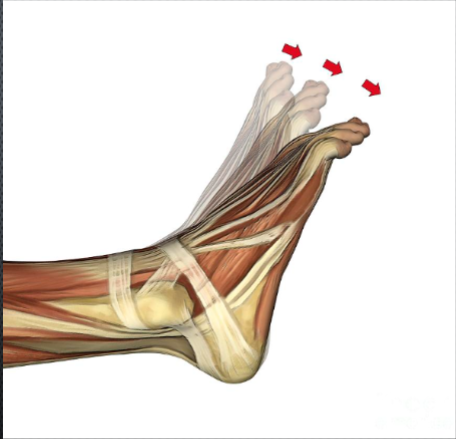 <p>movement of the foot where the foot or toes flex downward toward the sole</p>