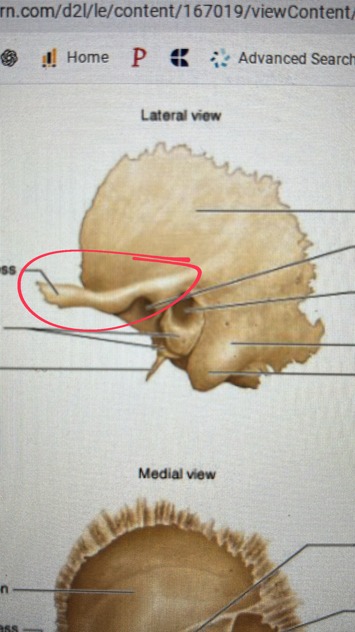 <p>bony projection that makes the cheekbone</p><p>2 processes make the actual bone</p>