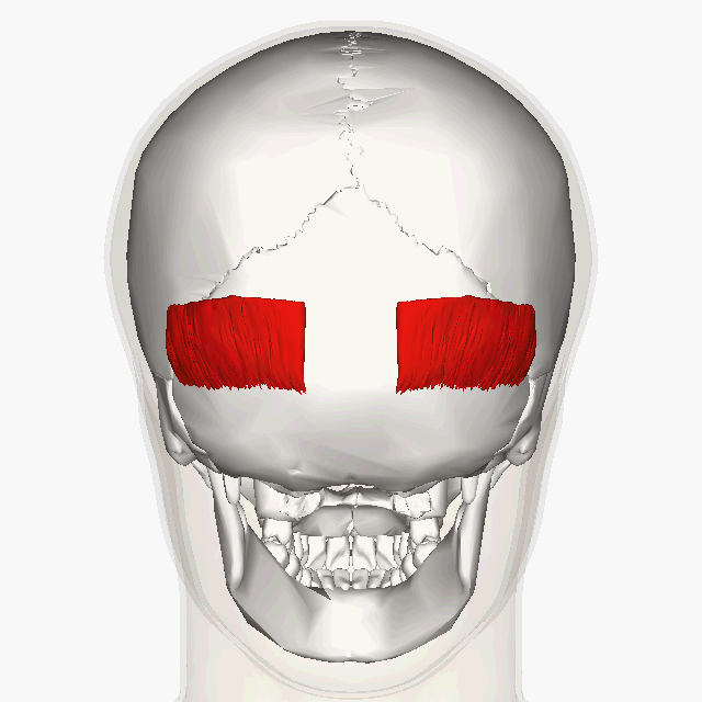 <p>Back of head; </p><p>thin muscle on occipital bone </p><p>“back of skull”</p>