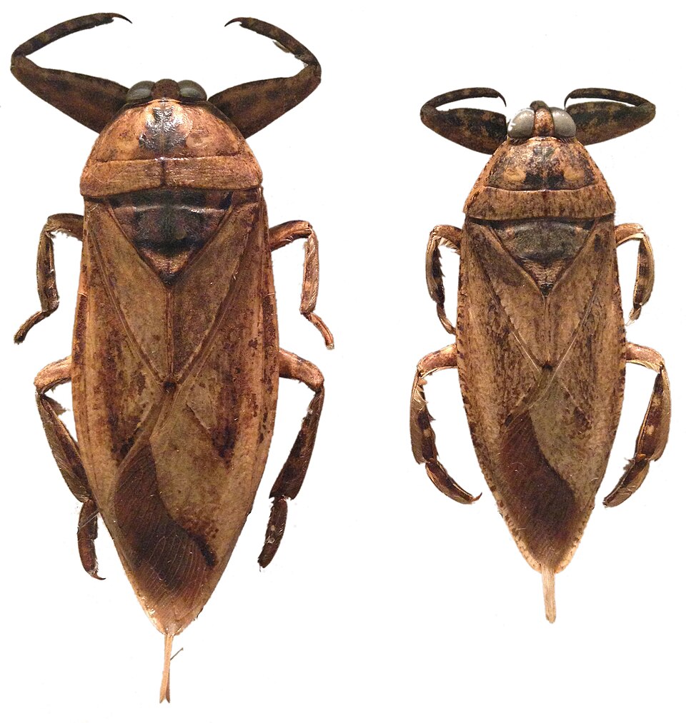 <p>Giant Water Bugs ( “toe biters”) </p><p>Order Hemiptera</p>