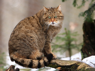<p>Wildkatze (europäische) </p>