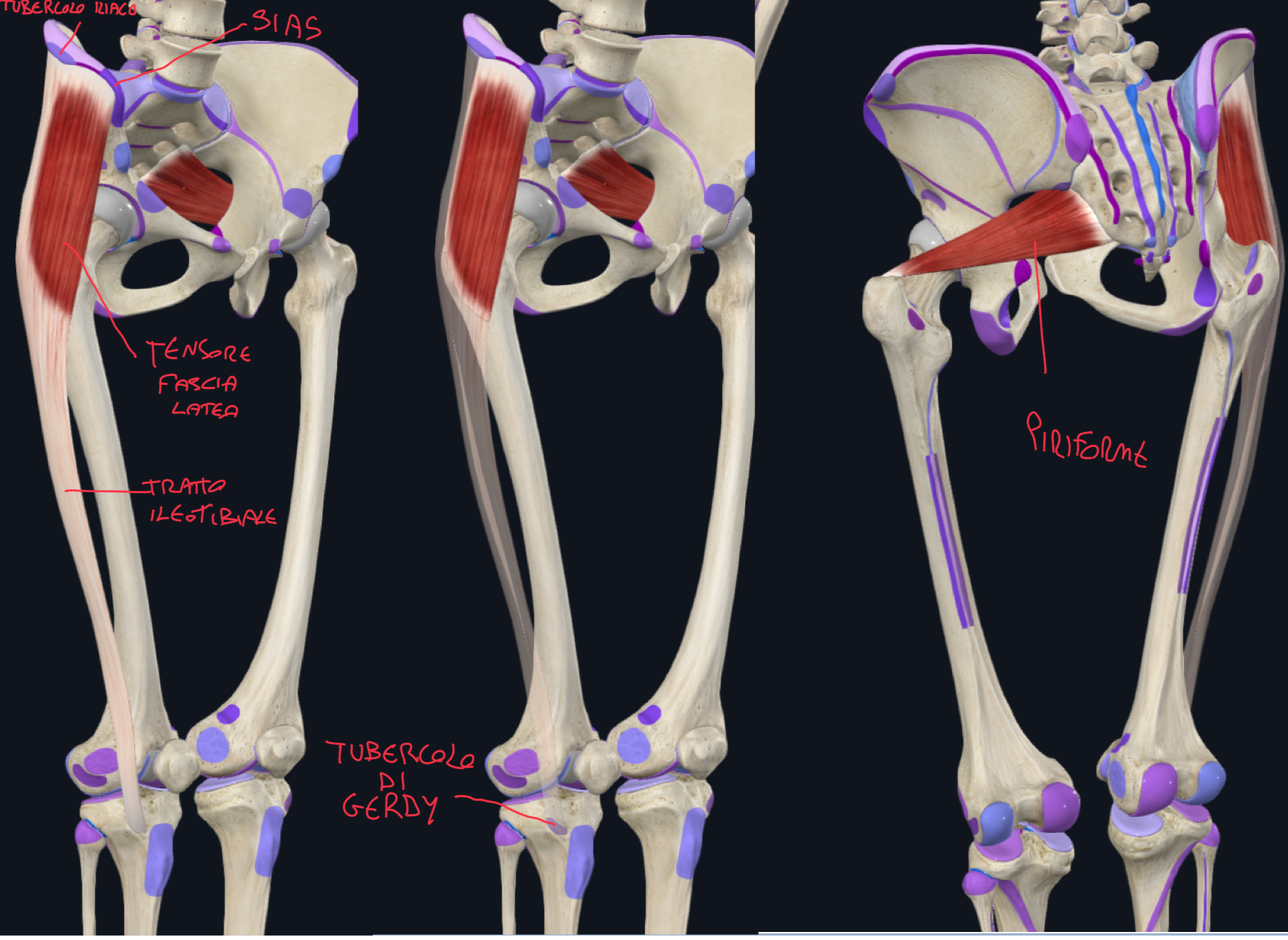 <p>Tensore della fascia lata:</p><ul><li><p>Origine → cresta iliaca, tra spina iliaca anteriore superiore e tubercolo iliaco</p></li><li><p>Inserzione → si continua come ispessimento della fascia lata chiamato Tratto Ileotibiale, che scende lungo la parte laterale della coscia e si inserisce anteriormente sul condilo laterale della tibia (tubercolo di Gerdy)</p></li><li><p>Funzione:</p><ul><li><p>Mantenimento del ginocchio in estensione.</p></li><li><p>Contribuisce a abduzione e rotazione interna insieme ai muscoli glutei.</p></li></ul></li></ul><p>Muscolo Piriforme:</p><ul><li><p>Origine → superficie anteriore del sacro</p></li><li><p>Inserzione → margine superiore Gran Trocantere del Femore</p></li><li><p>Funzione → Rotazione laterale coscia.</p></li></ul><p></p>