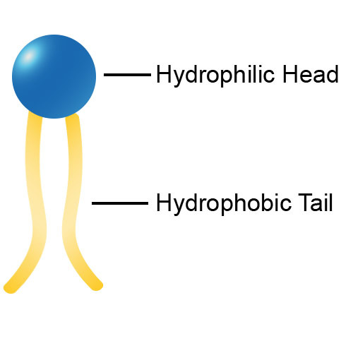 <p>major components of cell membranes, makes the lipid bilayer</p><p>only two fatty chains</p><p>hydrophilic polar heads (fatty acid chains), hydrophobic non-polar tails (phosphate)</p>
