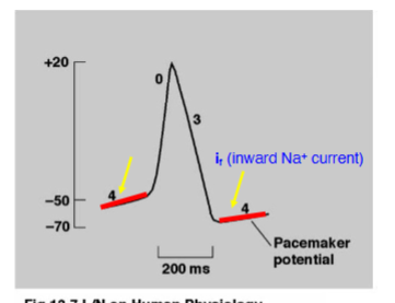 <p>An inward Na+ current - i<sub>f</sub> <em>(f is for funny)</em></p><p>The membrane becomes gradually less permeable to K+ (G<sub>K</sub>) as the membrane depolarises. </p><p>The outward current i<sub>K</sub> falls progressively allowing inward Na+ current (i<sub>f</sub>)</p>