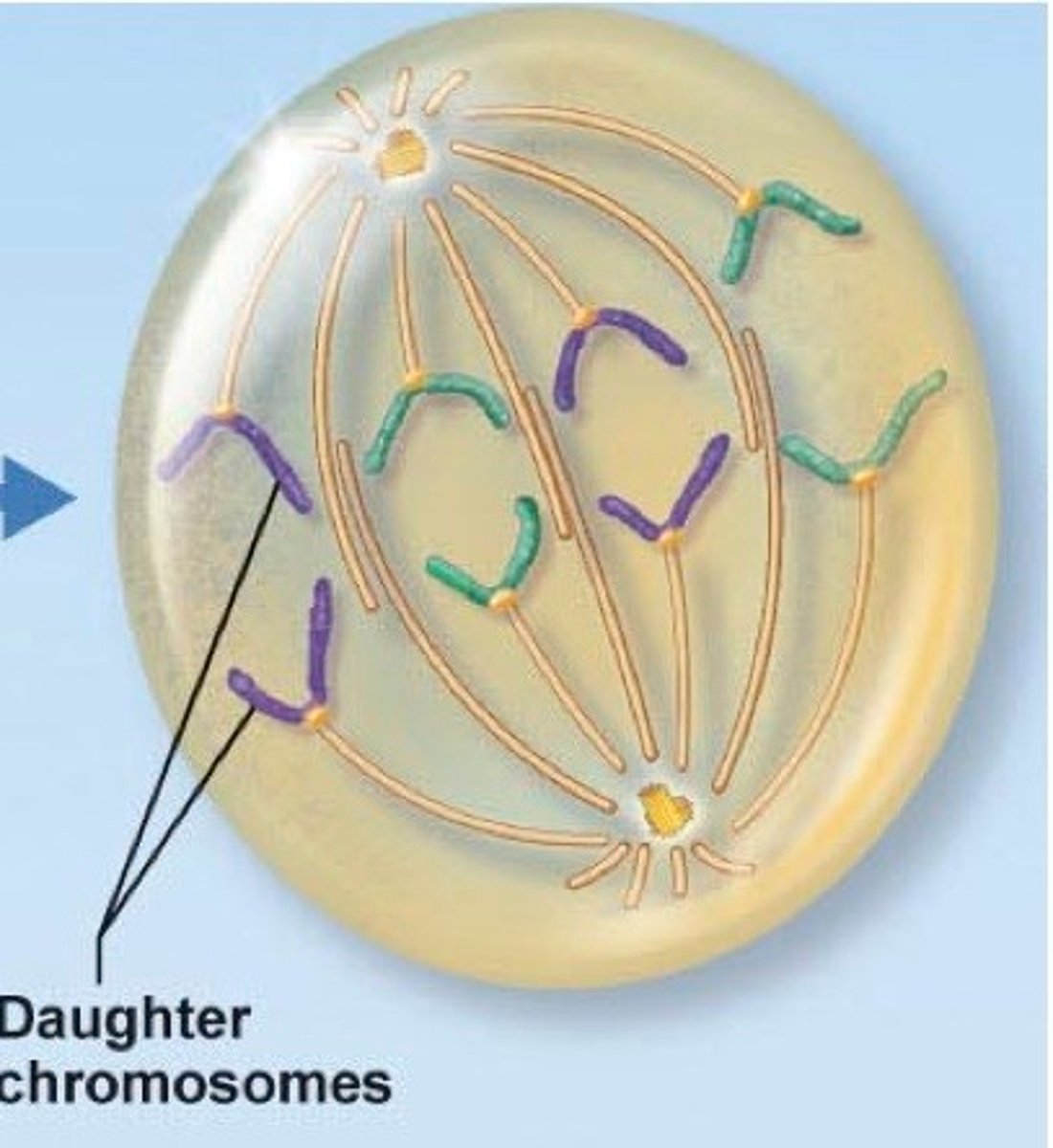 <p>Phase of mitosis in which the chromosomes separate and move to opposite ends of the cell</p>