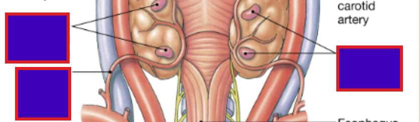 <p>What are the four parathyroid glands that lie hidden behind the thyroid gland?</p>