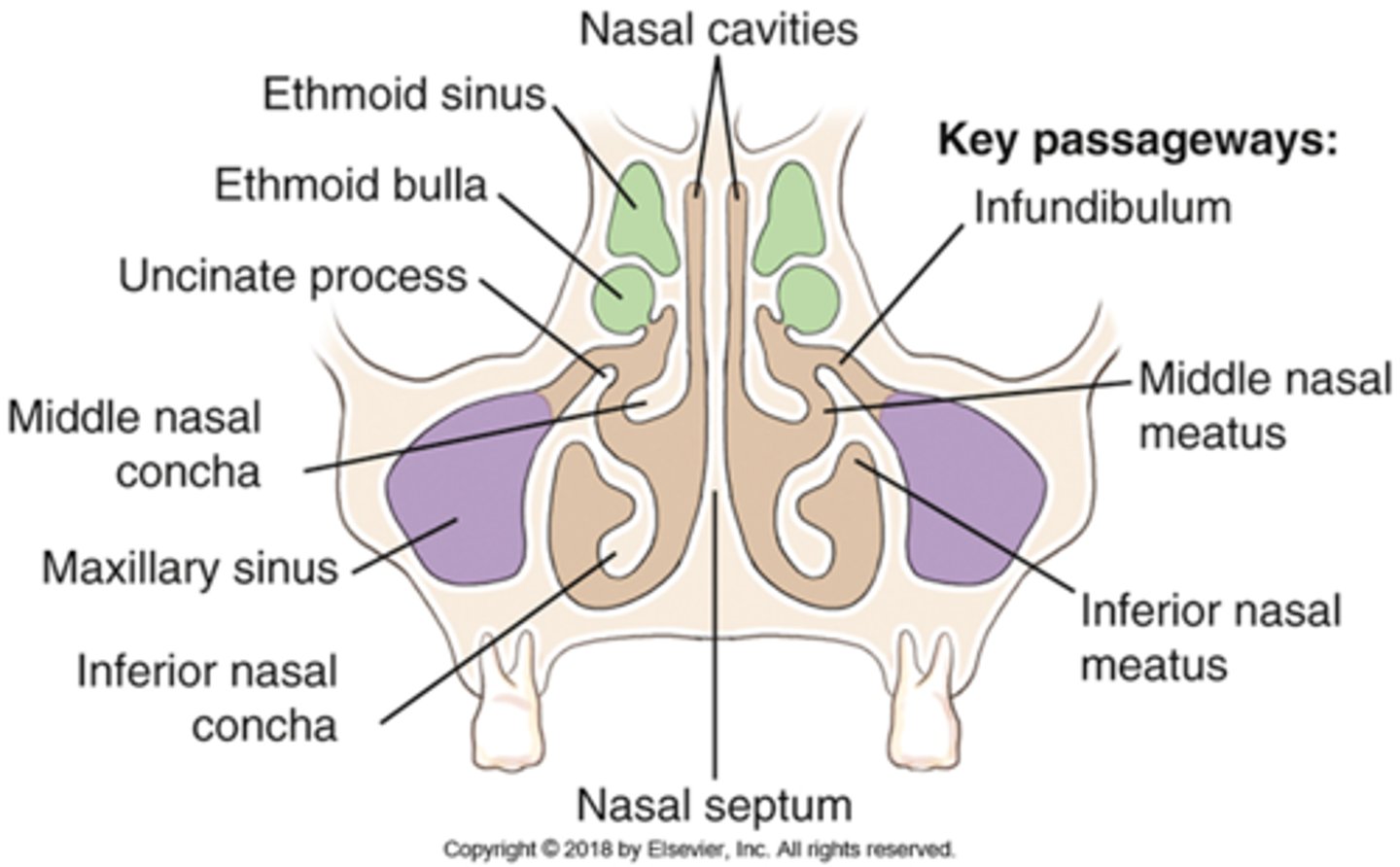 <p>B) infundibulum</p><p>pg. 396: the large maxillary sinus drains through the infundibulum passageway down through the middle nasal meatus.</p>