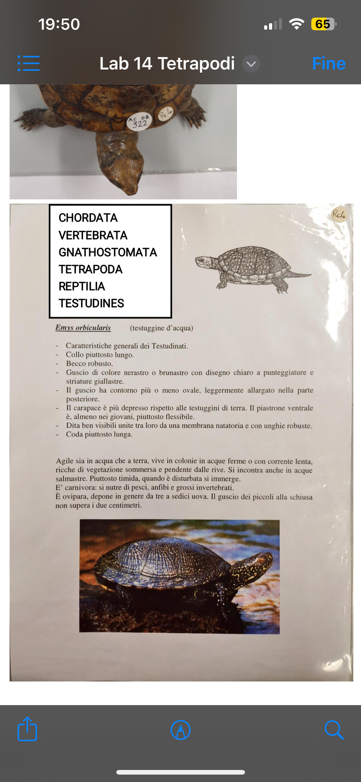 <p>Cordati</p><p>Vertebrati</p><p>Tetrapodi</p><p>Rettili</p><p>Cheloni</p><p>Emys orbicularis (testuggine d’acqua)</p>