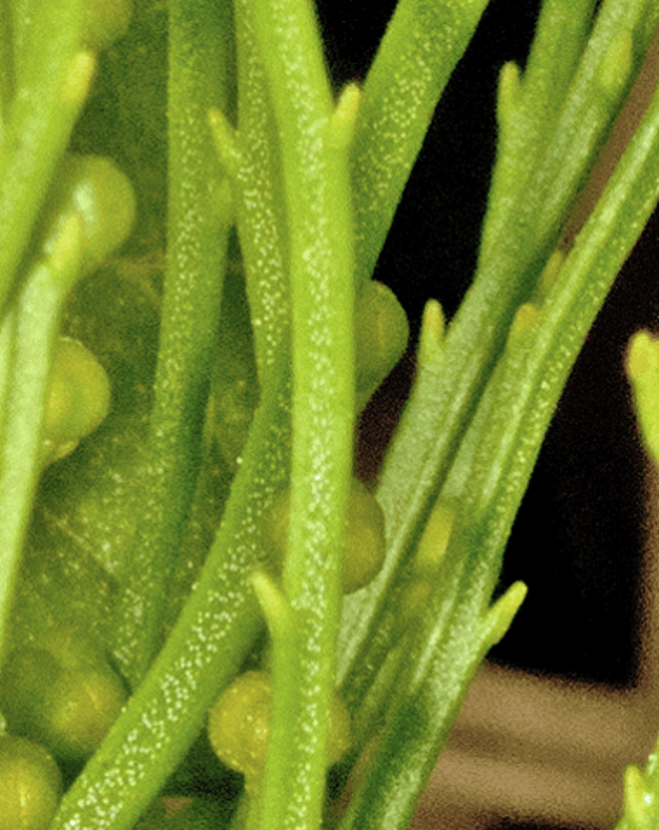 <p>small outgrowths; evolved into leaves</p>