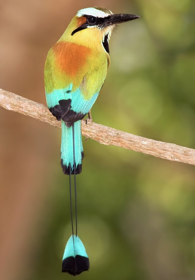 <p>Torogoz (national bird)</p>