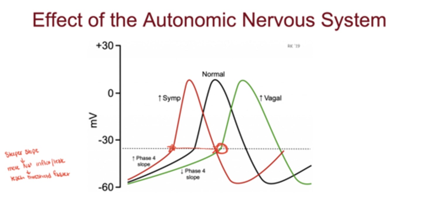 <p>increases slope of Phase 4 → faster Na⁺ leak → increased heart rate</p>