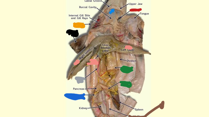 <p>Pink structure of this chondrichthyes?</p>