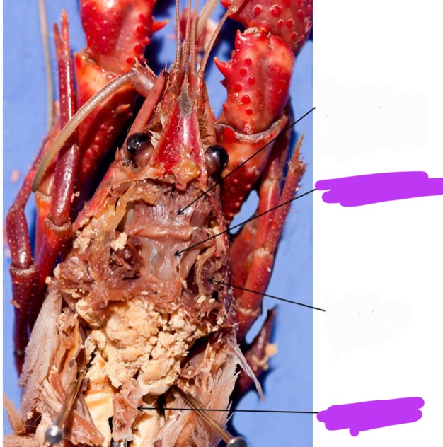 <p>Label + Identify (Grouping(s), Phylum, Subphylum, Class, Order)</p>
