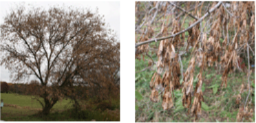 <p>Muscle necrosis</p>