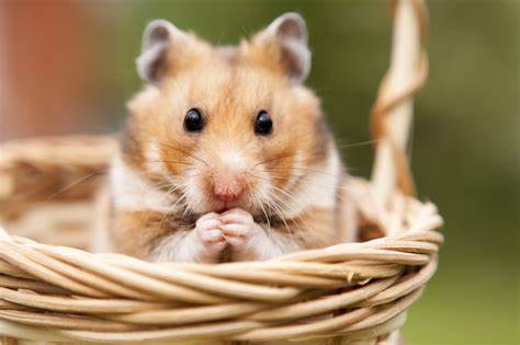 <p>der Hamster, -</p>