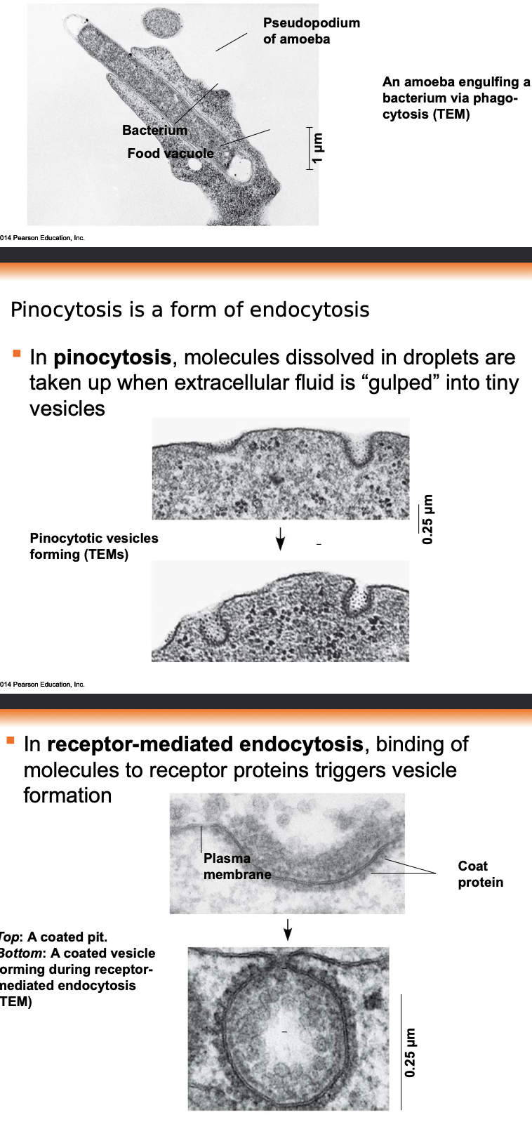 In endocytosis, the cell takes in macromolecules by forming vesicles from the plasma membrane \n .Endocytosis is a reversal of exocytosis, involving different proteins \n .There are three types of endocytosis: \n .Phagocytosis. The vacuole fuses with a lysosome to digest the particle \n .Pinocytosis-molecules dissolved in droplets are taken up when extracellular fluid is “gulped” into tiny vesicle \n .Receptor-mediated endocytosis-binding of molecules to receptor proteins triggers vesicle formation