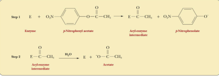 <p>Reaction with model substrate</p>