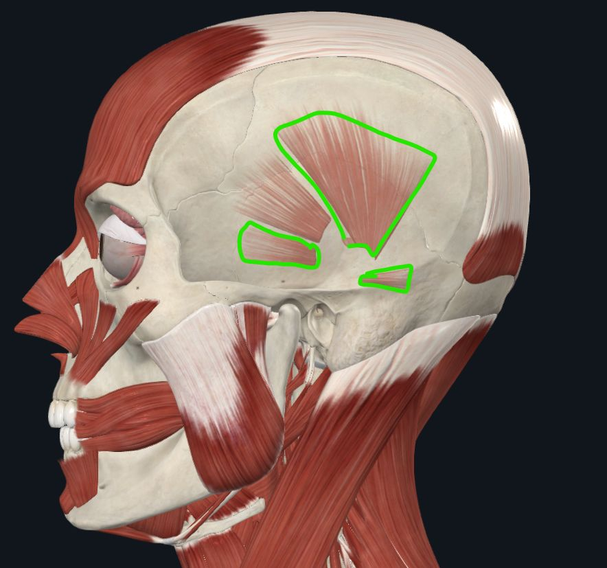 <p><strong>Nombre alterno: </strong>Músculos del pabellón de la oreja</p><p><strong><mark data-color="yellow" style="background-color: yellow; color: inherit">Orígen:</mark></strong></p><p><mark data-color="yellow" style="background-color: yellow; color: inherit">Anterior:&nbsp;Fascia temporal<br>Superior:&nbsp;Aponeurosis Epicraneal<br>Posterior:&nbsp;Apófisis mastoides&nbsp;</mark></p><p><strong><mark data-color="blue" style="background-color: blue; color: inherit">Inserción:</mark></strong></p><p><mark data-color="blue" style="background-color: blue; color: inherit">Anterior:&nbsp;Espina del hélix<br>Superior:&nbsp;Superficie superior Oreja<br>Posterior:&nbsp;Cara posterior oreja</mark></p><p><strong><mark data-color="red" style="background-color: red; color: inherit">Acción: </mark></strong><mark data-color="red" style="background-color: red; color: inherit">Mueven las orejas, Dilatan el conducto auditivo externo</mark></p><p><strong><mark data-color="purple" style="background-color: purple; color: inherit">Inervación: </mark></strong><mark data-color="purple" style="background-color: purple; color: inherit">Nervio&nbsp;Facial</mark><strong><br><mark data-color="green" style="background-color: green; color: inherit">Relaciones: X</mark></strong></p><p><strong>Notas: </strong>Vestigiales</p>