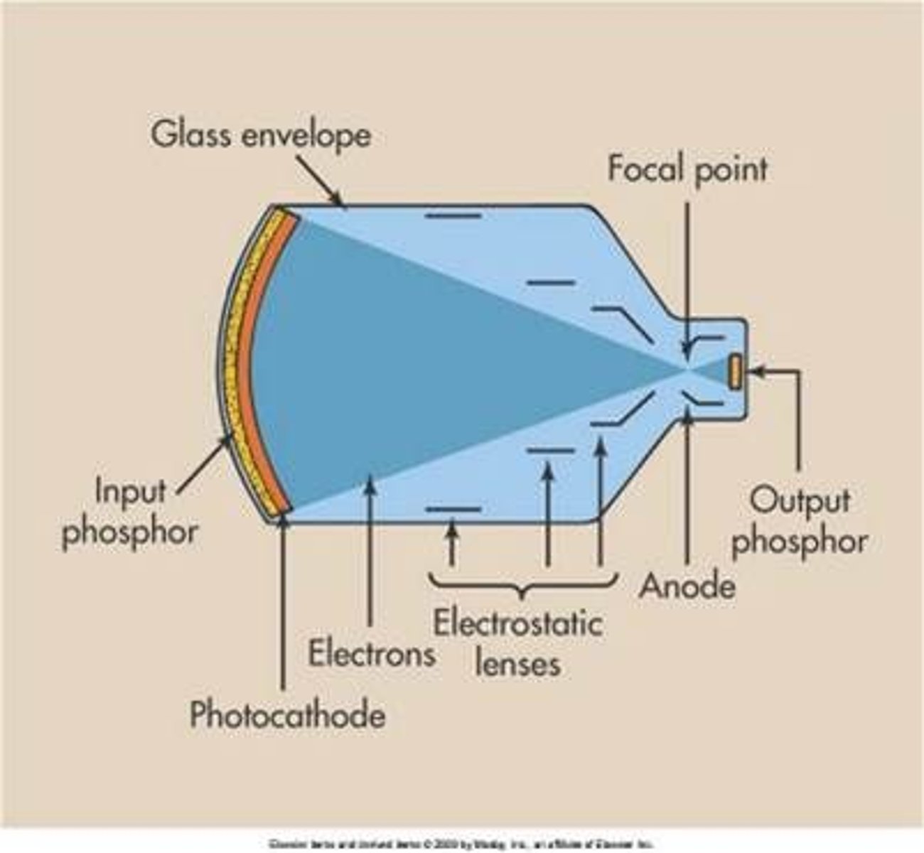 <p>c. X-rays strike the input phosphor</p>
