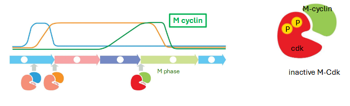 <p>m-cyclin rises gradually in G2 but is kept inactive by an inhibitory kinase</p>