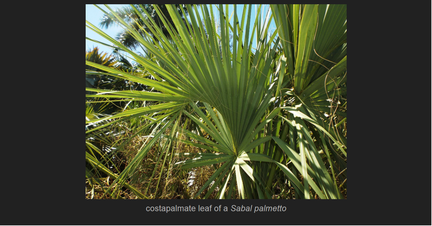 <p>Sabal palmetto</p><p>Sabal Palm</p>