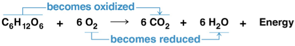 <p>has both aerobic and anaerboic respiration, but commonly known as aerobic. Carbohydrates, fats, and proteins are all consumed as fuel, but glucose is mainly traced.</p><p>C<sub>6</sub>H<sub>12</sub>O<sub>6</sub> + 6 O<sub>2</sub> → 6 CO<sub>2</sub> + 6 H<sub>2</sub>O + Energy (ATP + heat)</p><p>oxygen is required to make ATP! without oxygen, death by affixation will occur due to no ATP production.</p><p>energy is released as hydrogens/ electrons are transferred to O atoms- less free energy- more stable </p><p></p><p>glucose oxidation moves electrons from higher energy state to lower energy state with O atoms. ATP is synthesized with the released energy. </p><ul><li><p>oxidation happens in a series of steps because too much free energy is harmful to living things - electron travels with a hydrogen atom (proton) hydrogen atoms are first passed to electron carriers instead of going directly to O2.</p></li></ul><p></p>
