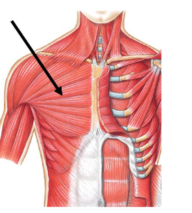 <p>Origin: Medial half of clavicle, sternum, costal cartilages, aponeurosis of external abdominal oblique</p><p>Insertion: Intertubular groove of humerus</p><p>Action: Flexes, adducts, and medially rotates humerus, draws body upward in climbing</p>