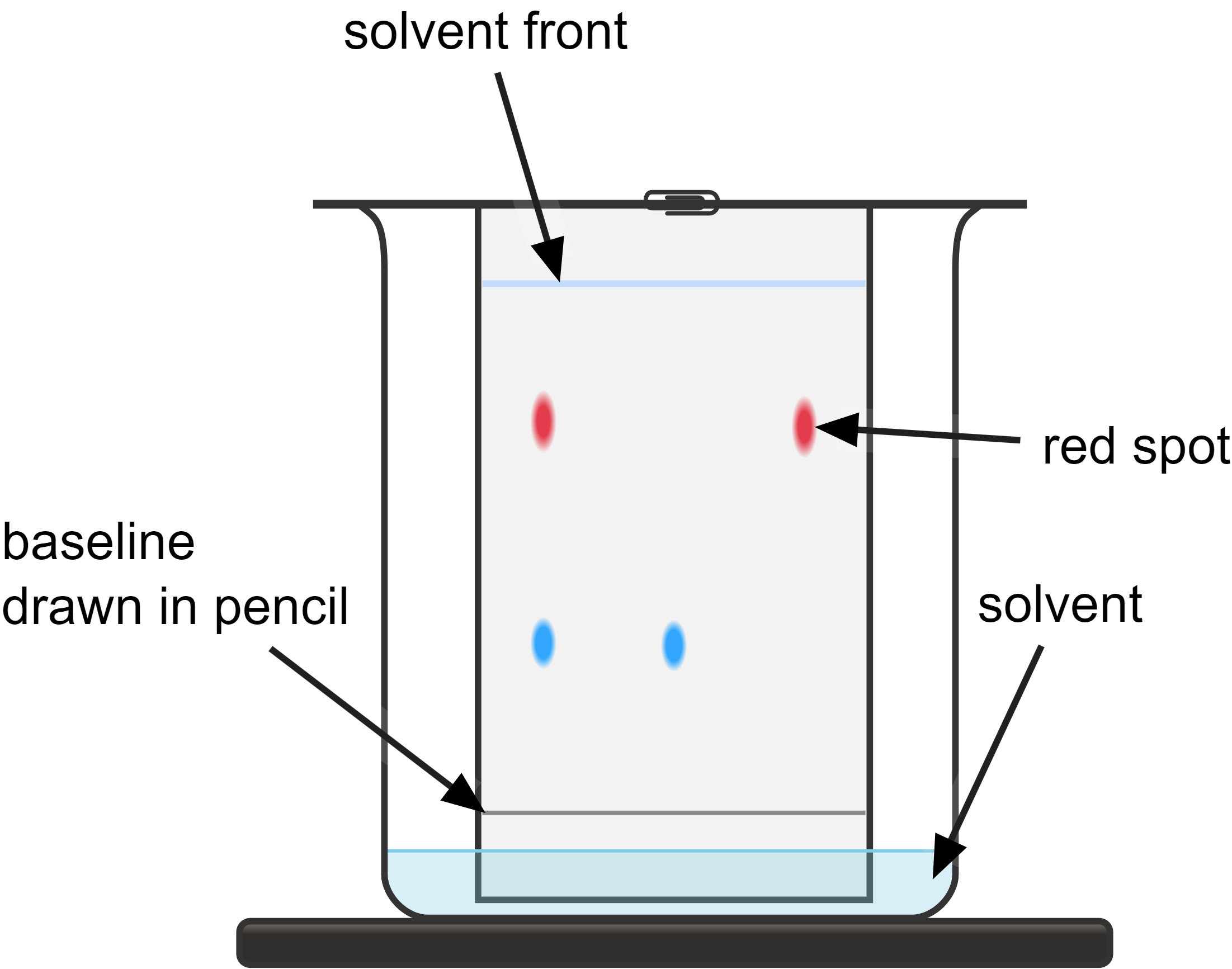<ul><li><p>To separate mixtures of monosaccharides or amino acids</p><ul><li><p>molecules have different sizes and solubilities</p></li><li><p>smaller and more soluble molecules will move further</p></li></ul></li></ul><p></p>