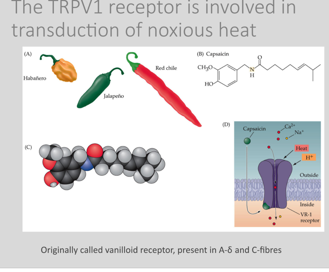 <p><span>TRPV1 is a heat-sensitive ion channel (originally called the vanilloid receptor) expressed in A-delta and C-fibres.</span></p><p></p><p><span>Capsaicin is found in chilli peppers</span></p><p></p><p class="p1"><span>It opens in response to noxious heat, capsaicin, and low pH, allowing cations to enter and depolarize the nociceptor.</span></p><p class="p1"></p><p class="p1"><span>TRPV1 is why chilli feels “hot.” Capsaicin chronically activates and then desensitizes the channel, which is why capsaicin creams reduce chronic pain.</span></p>