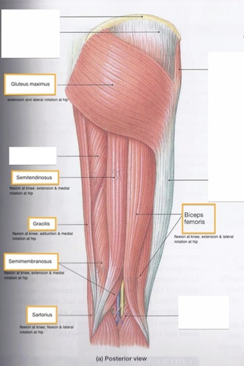 <p>What group of muscles work together to flex the tibiofemoral joint?</p>